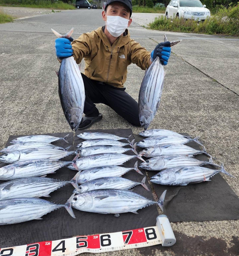 カツオの釣果