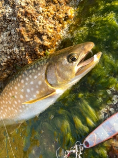 アメマスの釣果