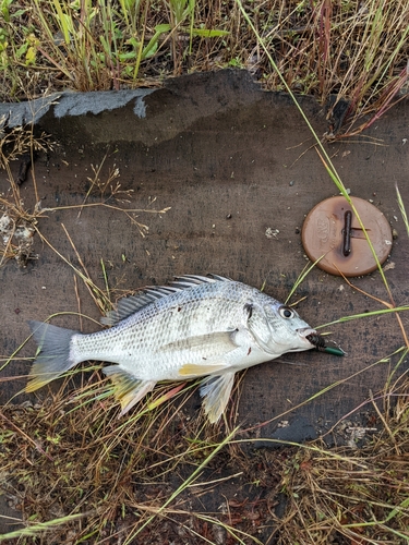 キビレの釣果