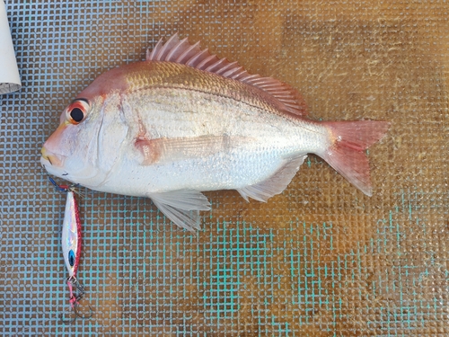 レンコダイの釣果