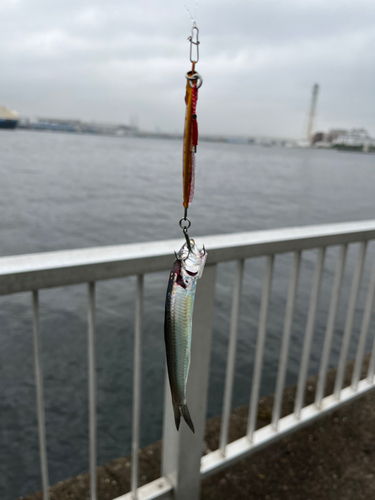 イワシの釣果