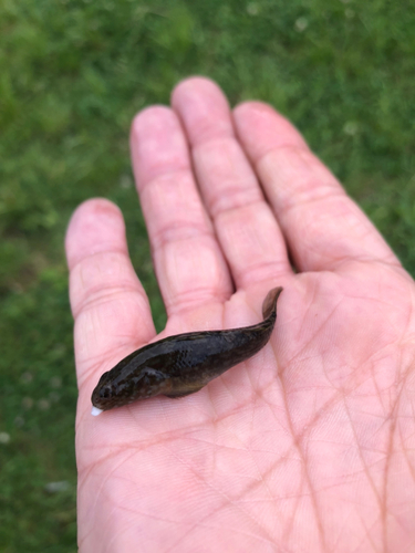 チチブの釣果