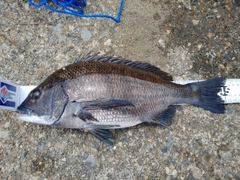 クロダイの釣果