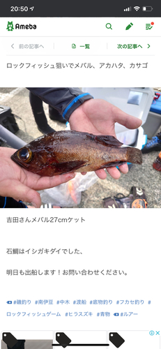 アカハタの釣果