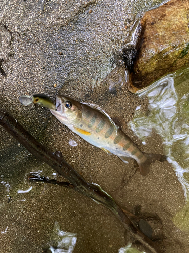 イワナの釣果