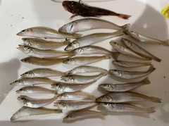 シロギスの釣果