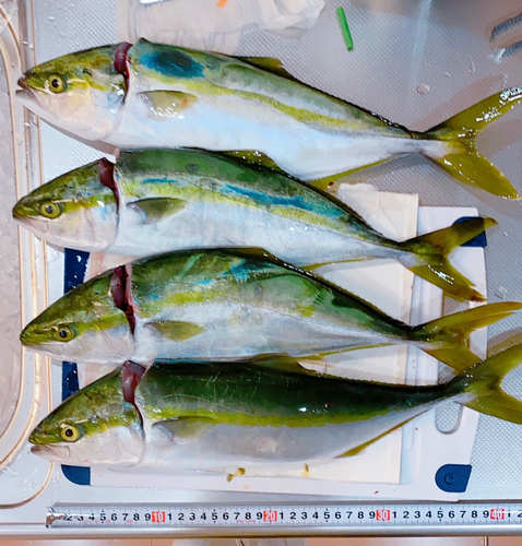 ツバスの釣果