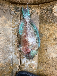 ブダイの釣果