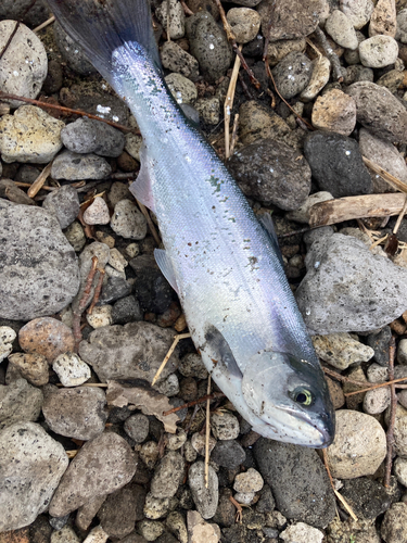 ヒメマスの釣果