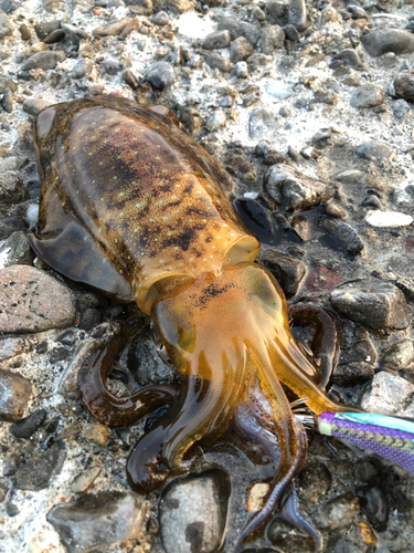 アオリイカの釣果