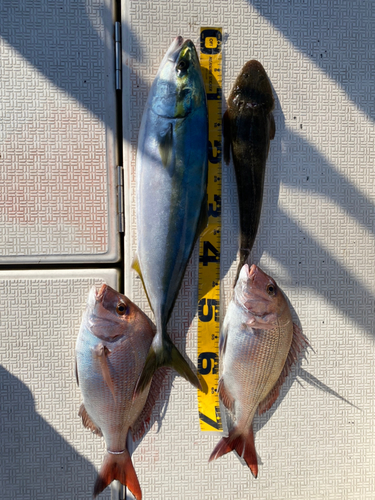 タイの釣果