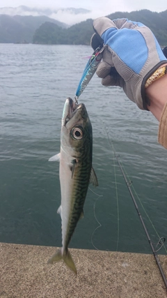 サバの釣果