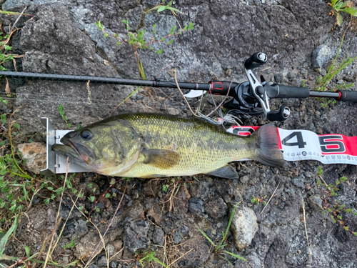 ブラックバスの釣果