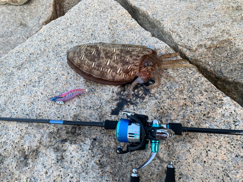 モンゴウイカの釣果