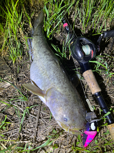 ナマズの釣果