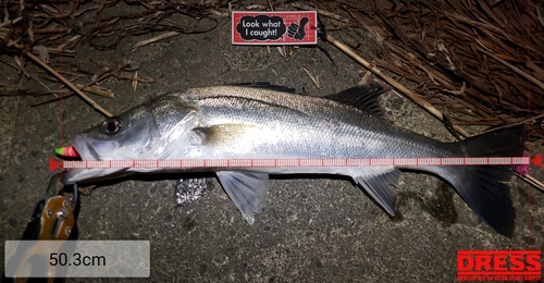 シーバスの釣果