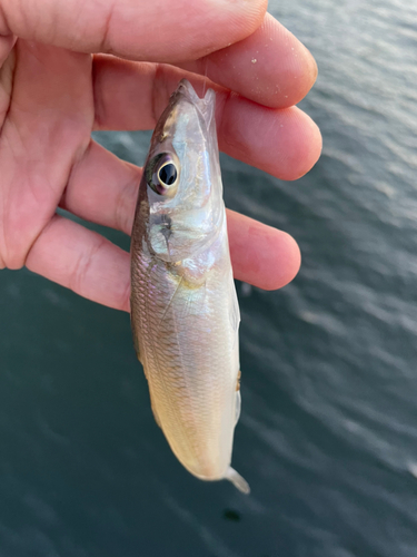 キスの釣果