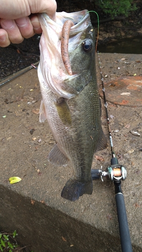 ブラックバスの釣果