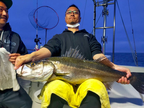 スズキの釣果