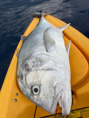 GTの釣果