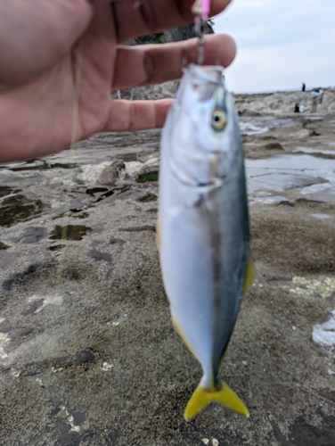 ワカシの釣果