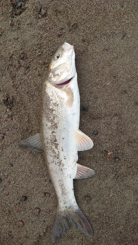 ウグイの釣果