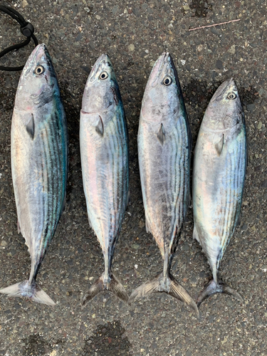 ハガツオの釣果