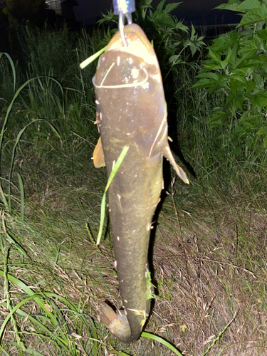 ナマズの釣果