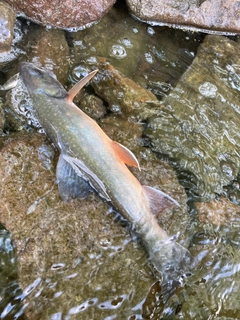 ミヤベイワナの釣果