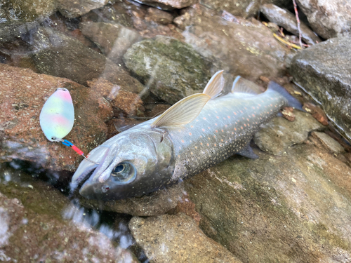 ミヤベイワナの釣果