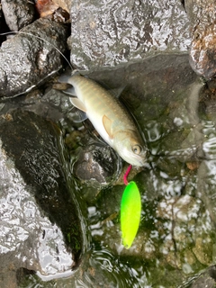 ミヤベイワナの釣果