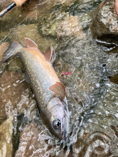 ミヤベイワナの釣果