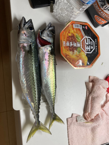 サバの釣果