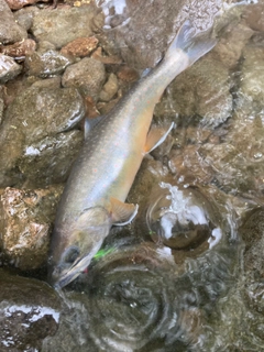 ミヤベイワナの釣果