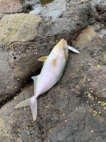 ショゴの釣果