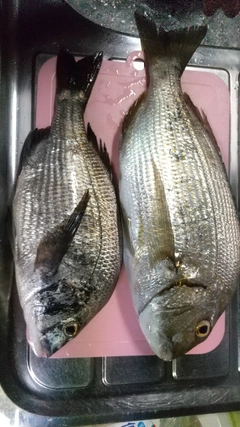 ヘダイの釣果