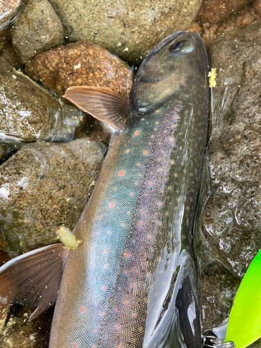 ミヤベイワナの釣果