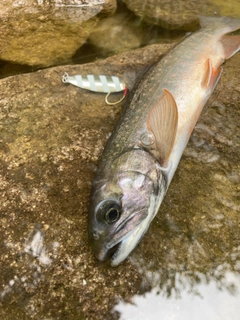 ミヤベイワナの釣果