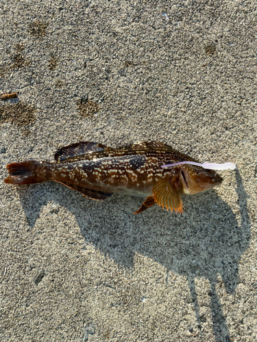 アイナメの釣果