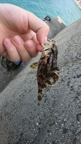 タケノコメバルの釣果