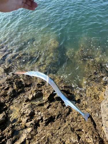 ダツの釣果