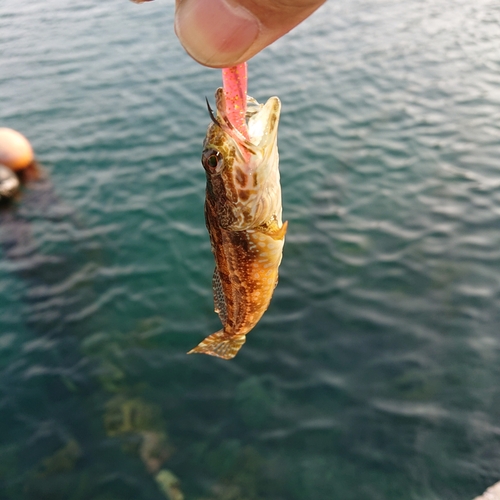 アナハゼの釣果