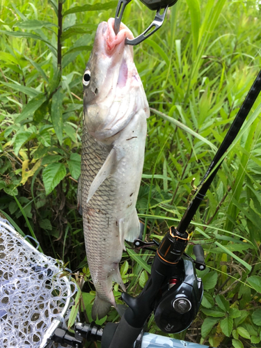 ニゴイの釣果