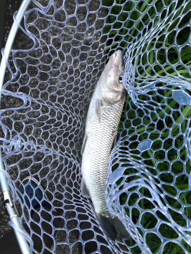 ニゴイの釣果