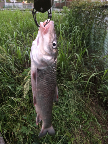 ニゴイの釣果