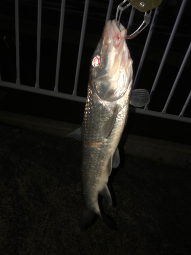 ニゴイの釣果