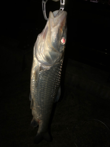 ニゴイの釣果