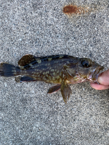 ガシラの釣果