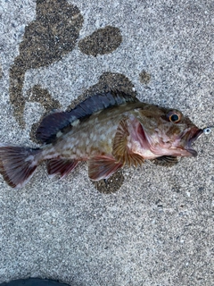 ガシラの釣果