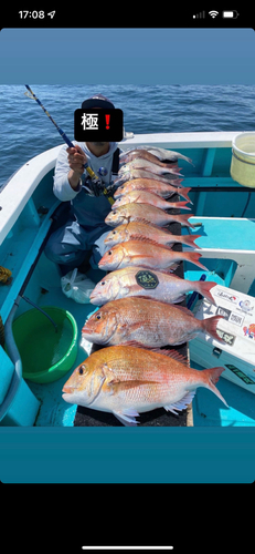 マダイの釣果